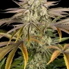 Pineapple Express Feminized Esrar Tohumu (Barney's Farm)