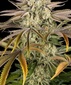 Pineapple Express Feminized Esrar Tohumu (Barney's Farm)