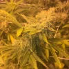 Pineapple Express Feminized Esrar Tohumu (G13 Labs)