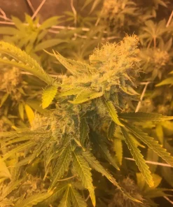Pineapple Express Feminized Esrar Tohumu (G13 Labs)