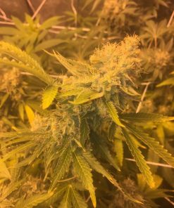 Pineapple Express Feminized Esrar Tohumu (G13 Labs)