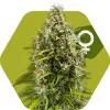Pineapple Express Feminized Esrar Tohumu (Zambeza)