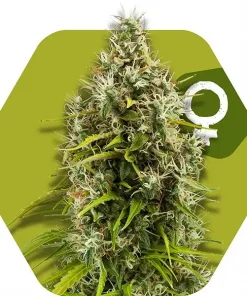 Pineapple Express Feminized Esrar Tohumu (Zambeza)