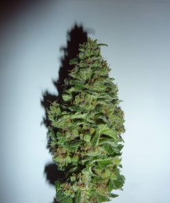 Pineapple Express Feminized Esrar Tohumu (Zambeza)