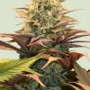Pineapple Kush Feminized Esrar Tohumu (Royal Queen Seeds)