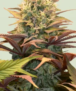 Pineapple Kush Feminized Esrar Tohumu (Royal Queen Seeds)