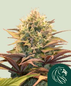 Pineapple Kush Feminized Esrar Tohumu (Royal Queen Seeds)