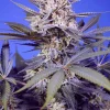 Pineapple Slush XL Auto Fem Esrar Tohumu (Sweet Seeds)