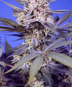 Pineapple Slush XL Auto Fem Esrar Tohumu (Sweet Seeds)