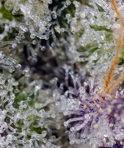Pineapple Slush XL Auto Fem Esrar Tohumu (Sweet Seeds)