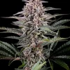 Pink Gelato Feminized Esrar Tohumu (Kannabia Seed Company)