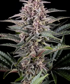 Pink Gelato Feminized Esrar Tohumu (Kannabia Seed Company)