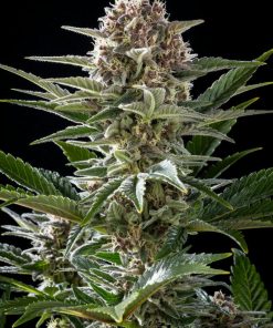 Pink Gelato Feminized Esrar Tohumu (Kannabia Seed Company)