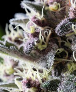 Pink Gelato Feminized Esrar Tohumu (Kannabia Seed Company)
