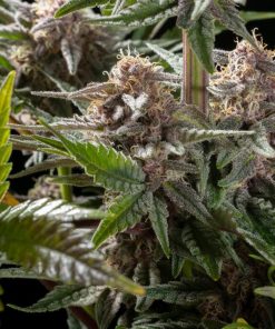 Pink Gelato Feminized Esrar Tohumu (Kannabia Seed Company)