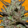 Pink Rozay Feminized Esrar Tohumu (Original Sensible Seeds)