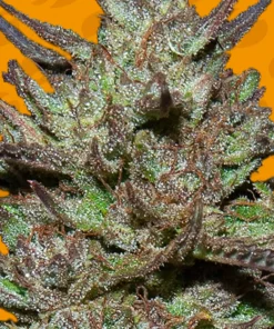 Pink Rozay Feminized Esrar Tohumu (Original Sensible Seeds)