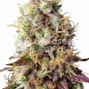 Pinkman Goo seeds Feminized Esrar Tohumu (WeedSeedsExpress)