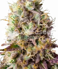Pinkman Goo seeds Feminized Esrar Tohumu (WeedSeedsExpress)