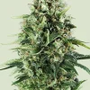 Power Flower Feminized Esrar Tohumu (Royal Queen Seeds)