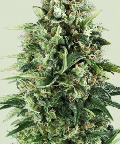 Power Flower Feminized Esrar Tohumu (Royal Queen Seeds)