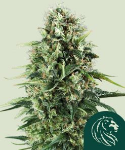 Power Flower Feminized Esrar Tohumu (Royal Queen Seeds)