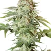 Power Plant Auto Fem Esrar Tohumu (Dutch Passion)