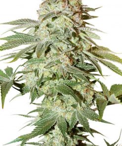 Power Plant Auto Fem Esrar Tohumu (Dutch Passion)