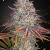 Pulp Friction Feminized Esrar Tohumu (Green House Seed Co.)