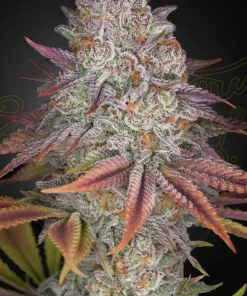 Pulp Friction Feminized Esrar Tohumu (Green House Seed Co.)