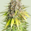 Punch Pie Feminized Esrar Tohumu (Royal Queen Seeds)