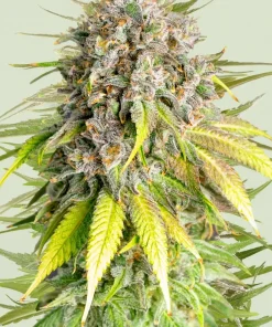 Punch Pie Feminized Esrar Tohumu (Royal Queen Seeds)