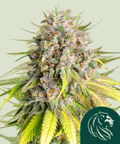 Punch Pie Feminized Esrar Tohumu (Royal Queen Seeds)