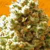 Pure Kush Feminized Esrar Tohumu (Original Sensible Seeds)