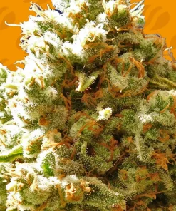 Pure Kush Feminized Esrar Tohumu (Original Sensible Seeds)