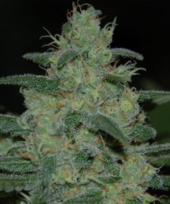 Pure Kush Feminized Esrar Tohumu (Original Sensible Seeds)