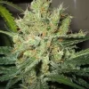 Pure Power Plant Regular Esrar Tohumu (Nirvana)