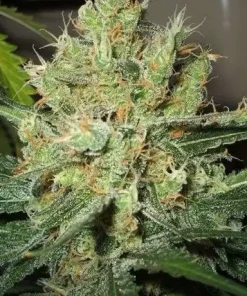 Pure Power Plant Regular Esrar Tohumu (Nirvana)