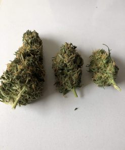 Pure Power Plant Regular Esrar Tohumu (Nirvana)
