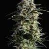 Pure Skunk Go Fast Feminized Esrar Tohumu (Kannabia Seed Company)