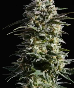 Pure Skunk Go Fast Feminized Esrar Tohumu (Kannabia Seed Company)