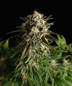 Pure Skunk Go Fast Feminized Esrar Tohumu (Kannabia Seed Company)