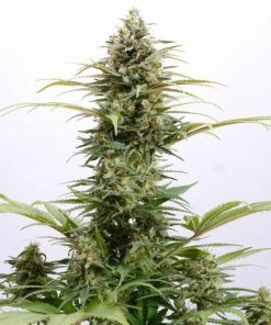 Pure Skunk Go Fast Feminized Esrar Tohumu (Kannabia Seed Company)