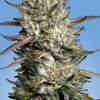Purple Berry Muffinz Feminized Esrar Tohumu (Sensi Seeds)