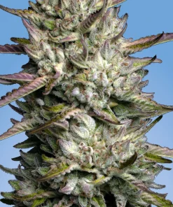 Purple Berry Muffinz Feminized Esrar Tohumu (Sensi Seeds)