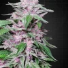 Purple Cookie Kush Feminized Esrar Tohumu (Sensi Seeds)