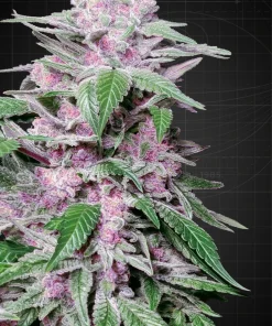 Purple Cookie Kush Feminized Esrar Tohumu (Sensi Seeds)