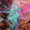 Purple Haze Feminized Esrar Tohumu (G13 Labs)