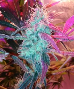 Purple Haze Feminized Esrar Tohumu (G13 Labs)