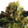 Purple Haze Feminized Esrar Tohumu (ILGM)